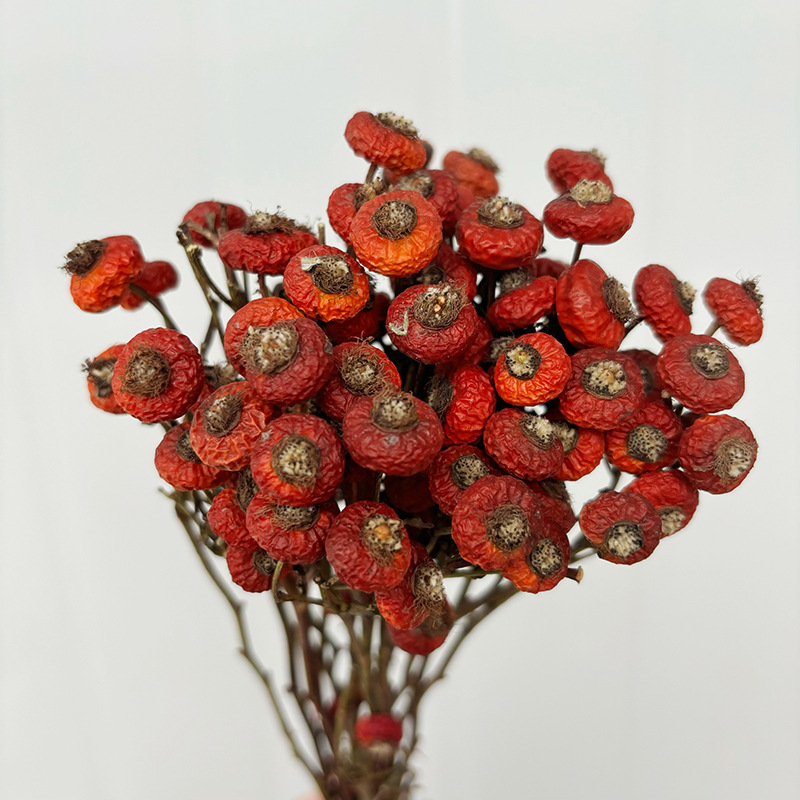 10pcs/Bunch Dried Rose Hip Ber - Dried Flower Bunch ulasan dan harga