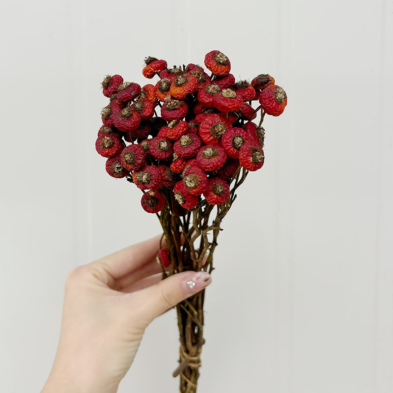 10pcs/Bunch Dried Rose Hip Ber - Dried Flower Bunch ulasan dan harga