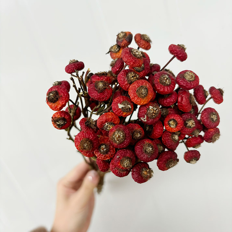 10pcs/Bunch Dried Rose Hip Ber - Dried Flower Bunch ulasan dan harga