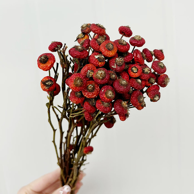 10pcs/Bunch Dried Rose Hip Ber - Dried Flower Bunch ulasan dan harga