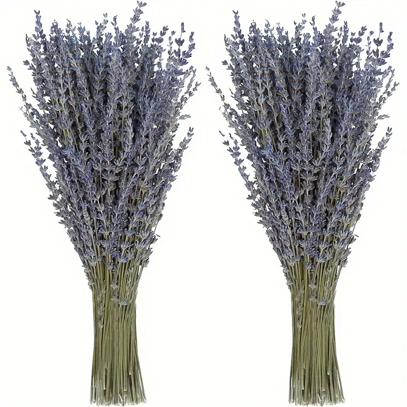 200pcs/Bunch Lavender Dried Fl - Dried Flower Bunch ulasan dan harga