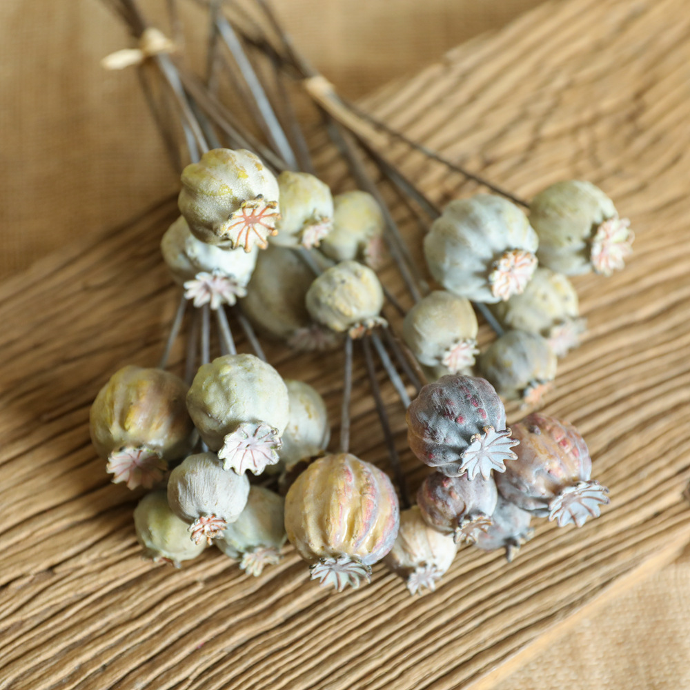 6Heads Poppies Fruit Dried Flo - Dried Flower Bunch ulasan dan harga