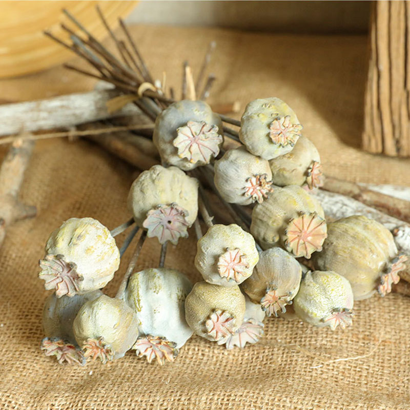 6Heads Poppies Fruit Dried Flo - Dried Flower Bunch ulasan dan harga
