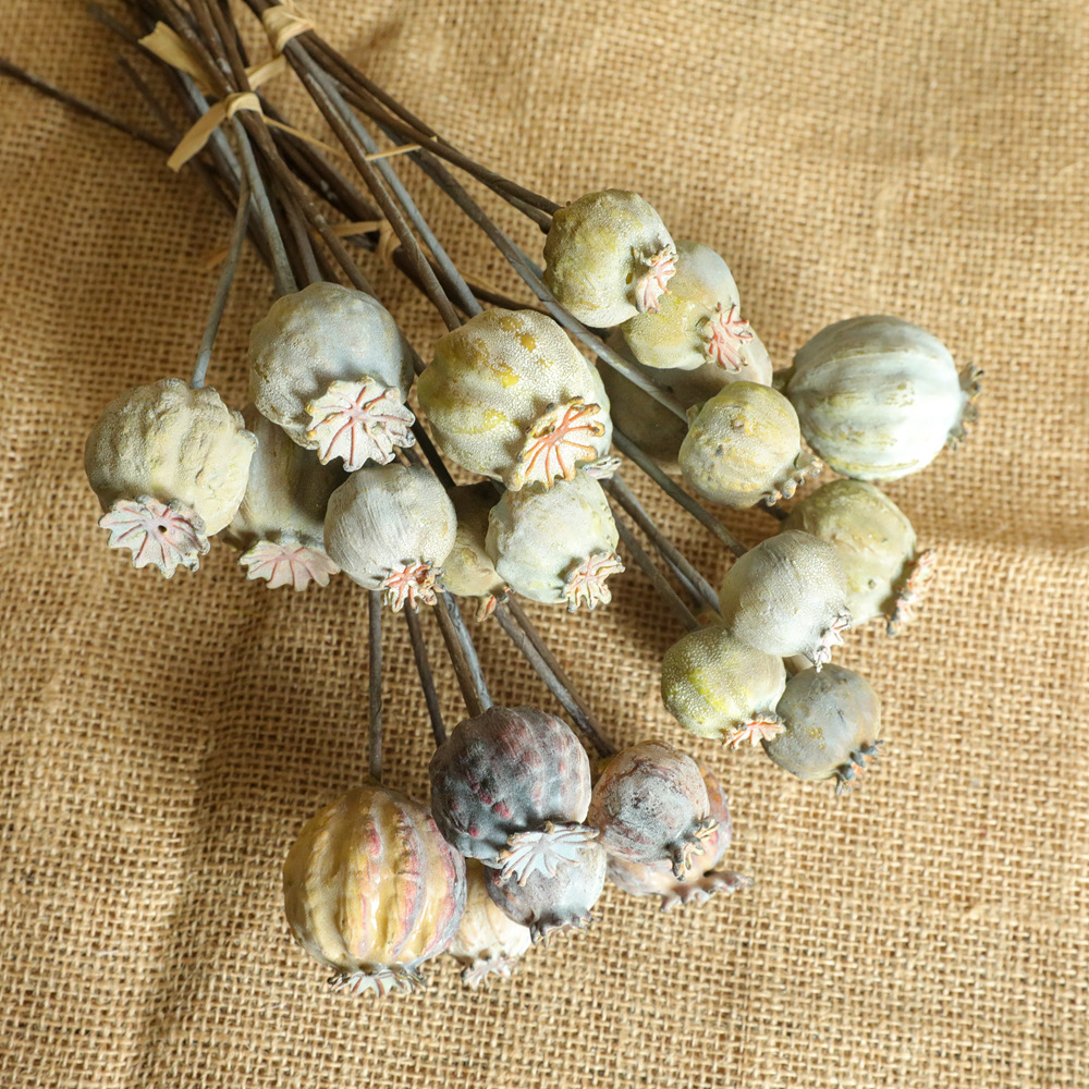 6Heads Poppies Fruit Dried Flo - Dried Flower Bunch ulasan dan harga