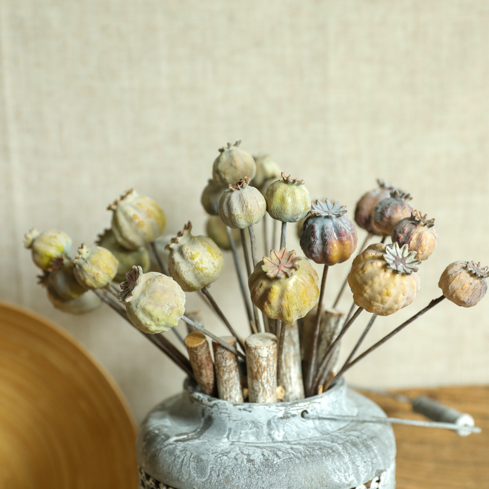 6Heads Poppies Fruit Dried Flo - Dried Flower Bunch ulasan dan harga
