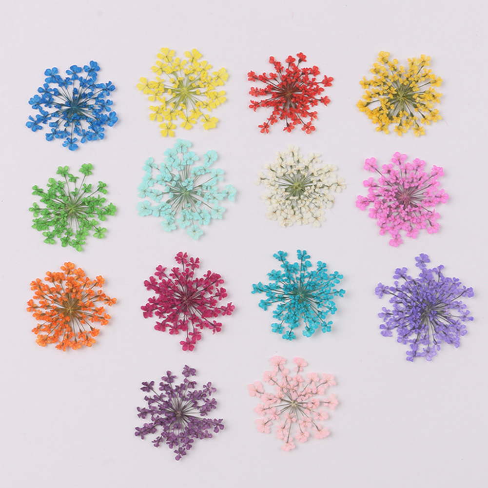 100Pcs Natural Plant Dried Flo - Dried Flower Bunch ulasan dan harga