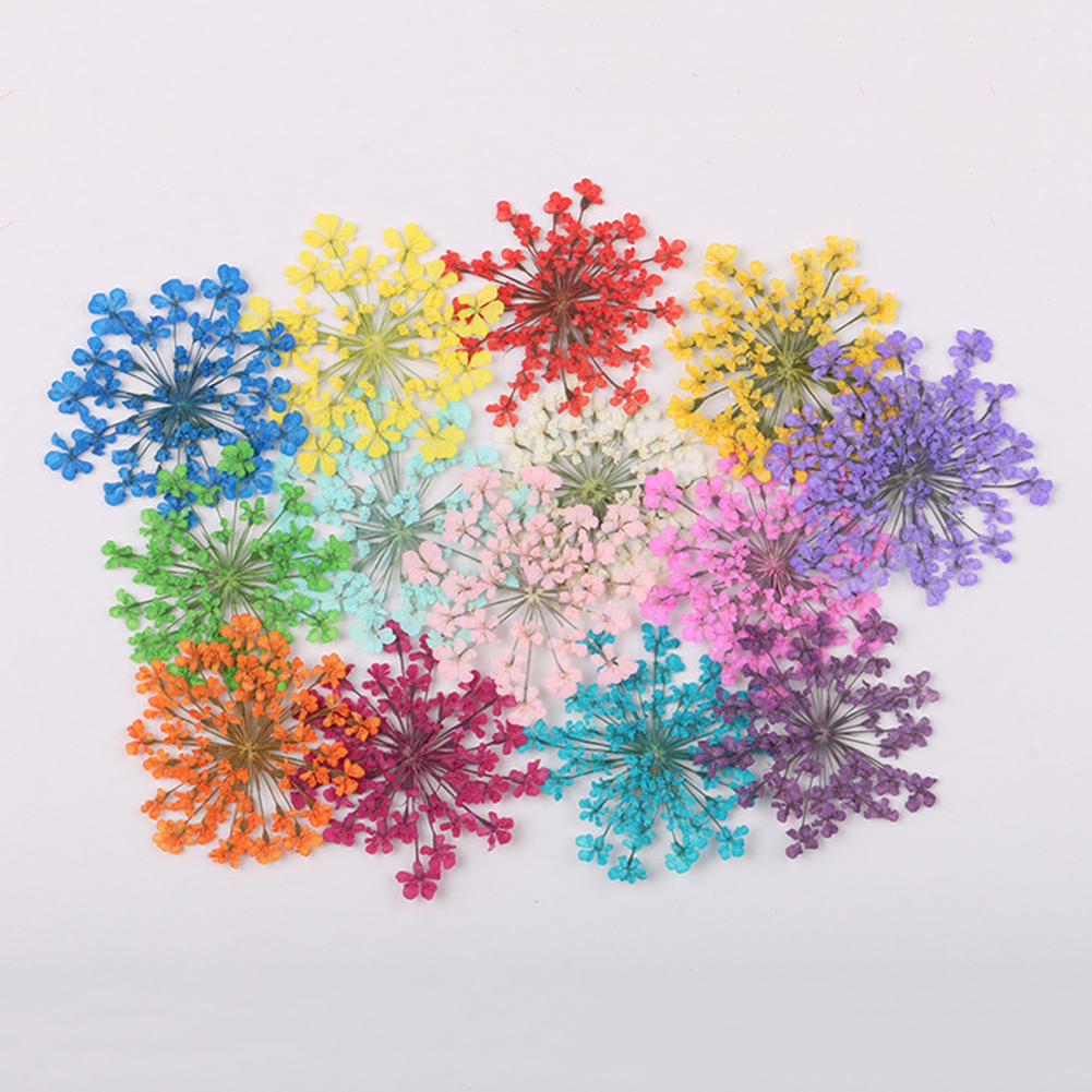 100Pcs Natural Plant Dried Flo - Dried Flower Bunch ulasan dan harga