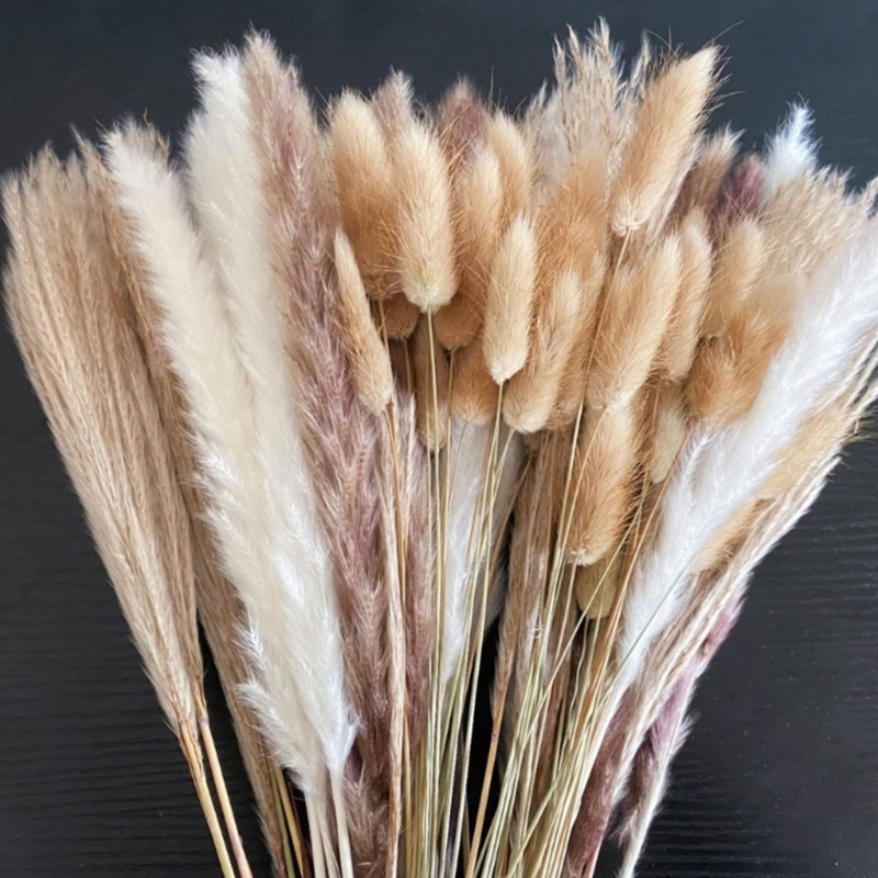 Bulk 100PCS Dried Pampas Grass - Dried Flower Bunch ulasan dan harga