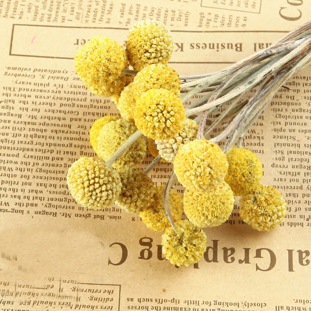 20pcs Natural dried Craspedia  - Dried Flower Bunch ulasan dan harga