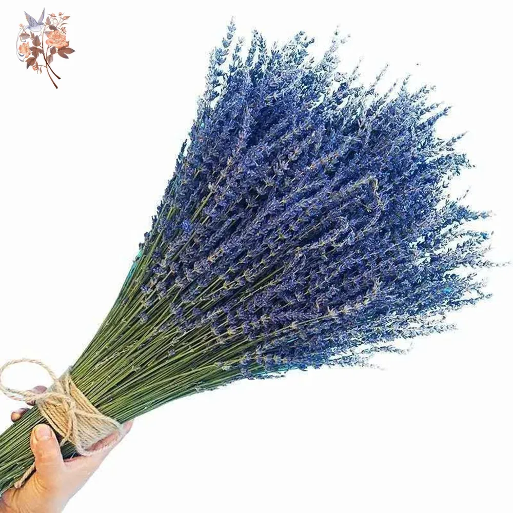 50g Natural Dried Lavender Bou - Dried Flower Bunch ulasan dan harga