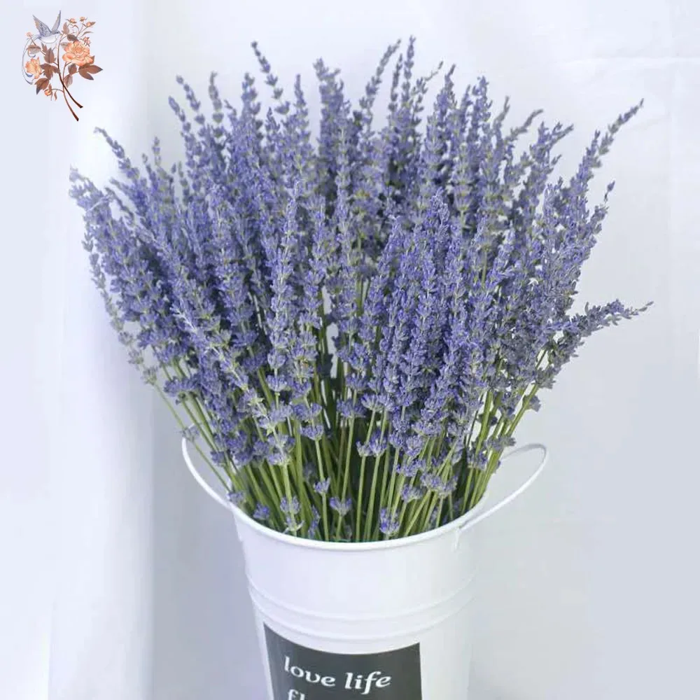 50g Natural Dried Lavender Bou - Dried Flower Bunch ulasan dan harga