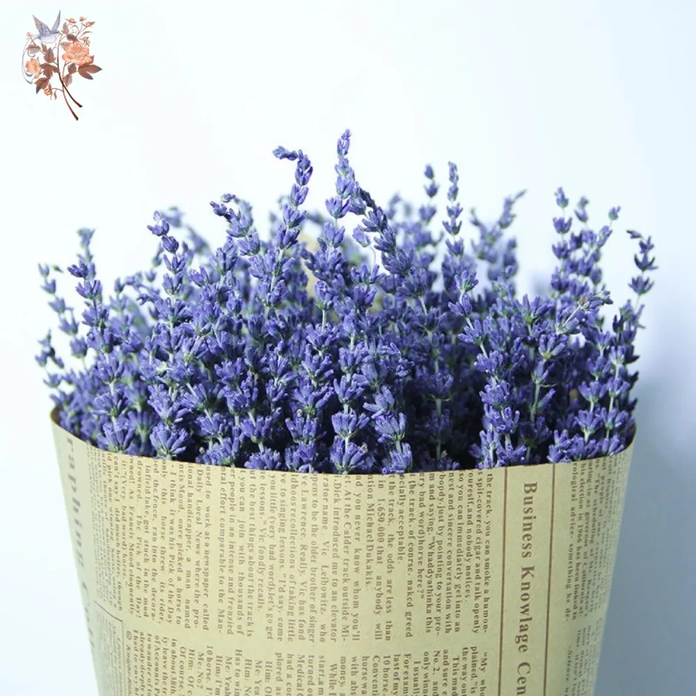 50g Natural Dried Lavender Bou - Dried Flower Bunch ulasan dan harga
