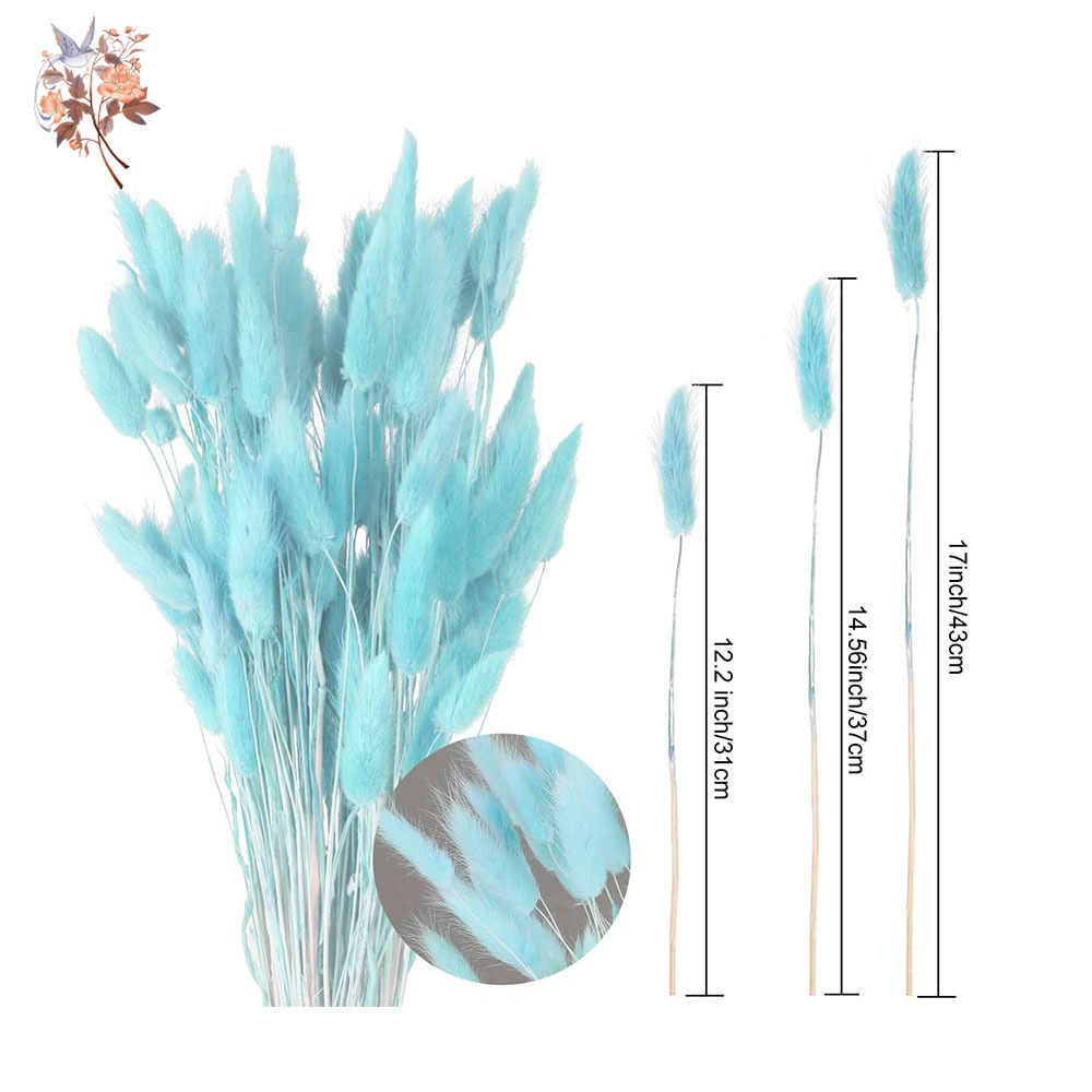 100Pcs Natural Rabbit Tails Gr - Dried Flower Bunch ulasan dan harga
