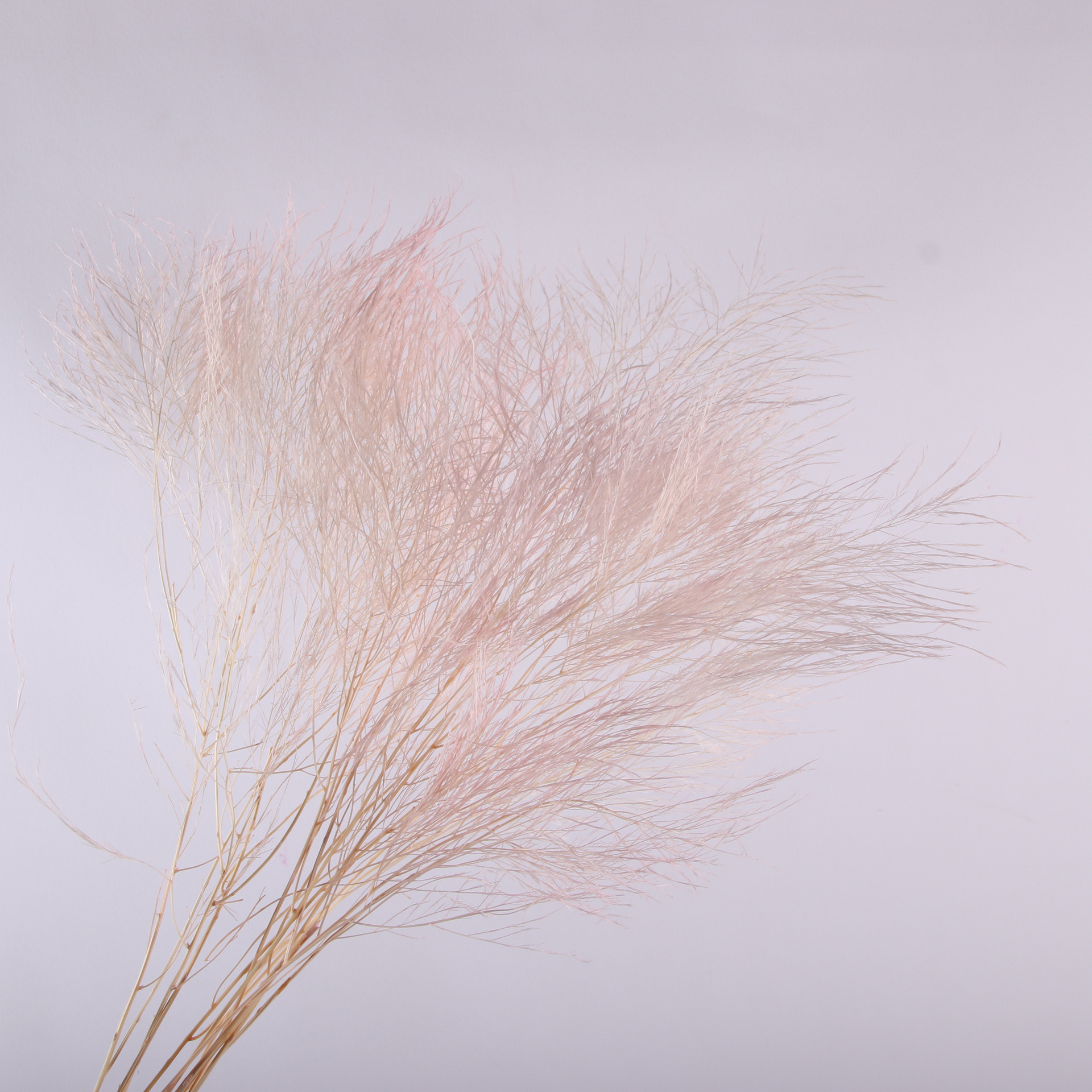 10pcs/bunch Dried Flower Bouqu - Dried Flower Bunch ulasan dan harga