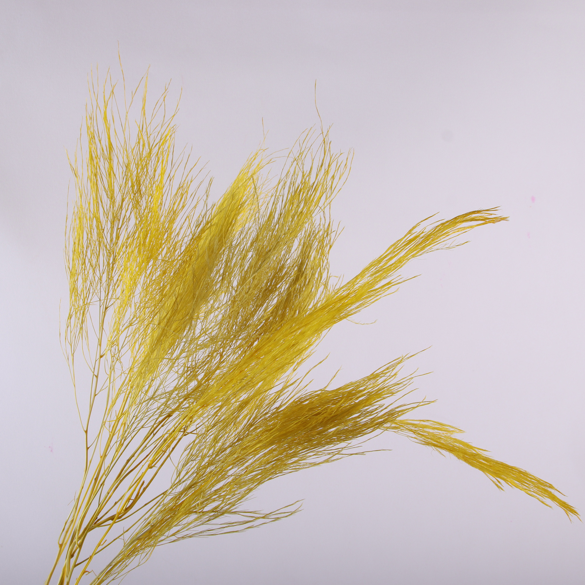 10pcs/bunch Dried Flower Bouqu - Dried Flower Bunch ulasan dan harga